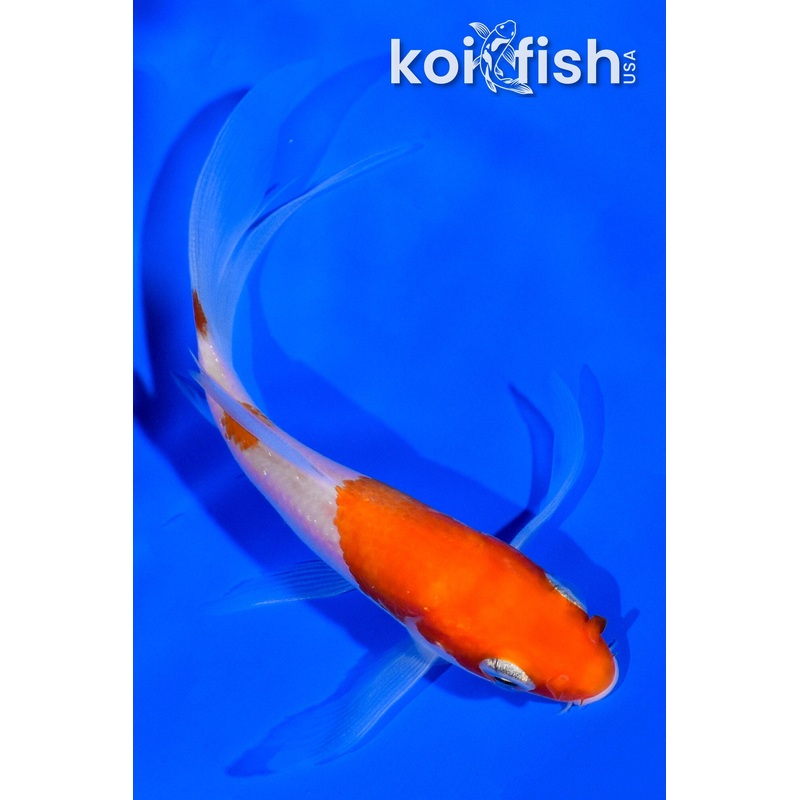 3.75" KOHAKU BUTTERFLY