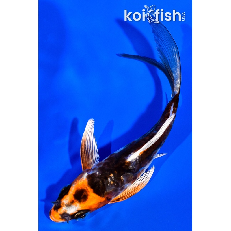 4.25" ARAGOKE BENI KIKOKURYU BUTTERFLY