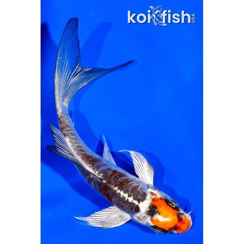 4.25" BENI KIKOKURYU BUTTERFLY