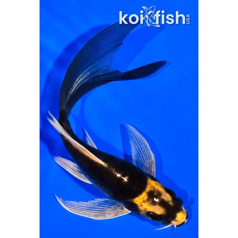 4.25" KABUTO BUTTERFLY