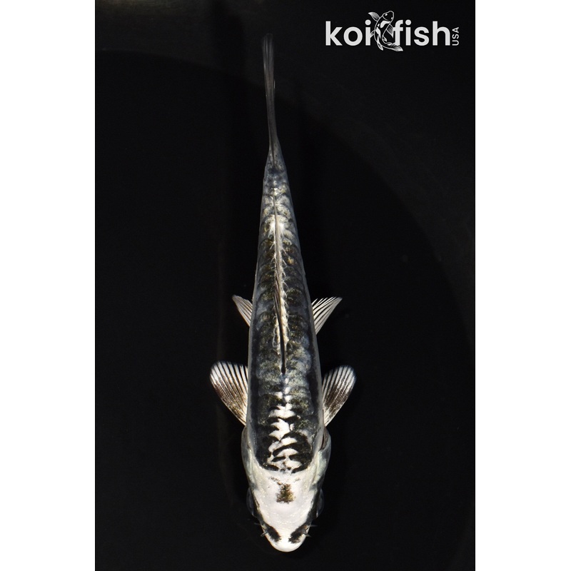 4.25" KIKOKURYU