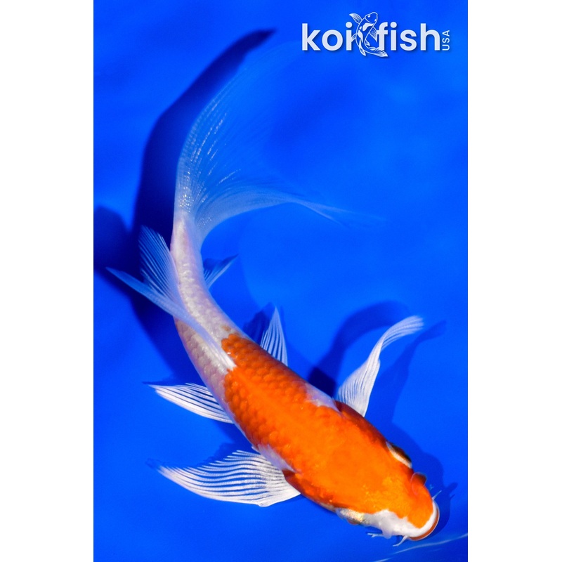 4.25" KUCHIBENI HARIWAKE BUTTERFLY