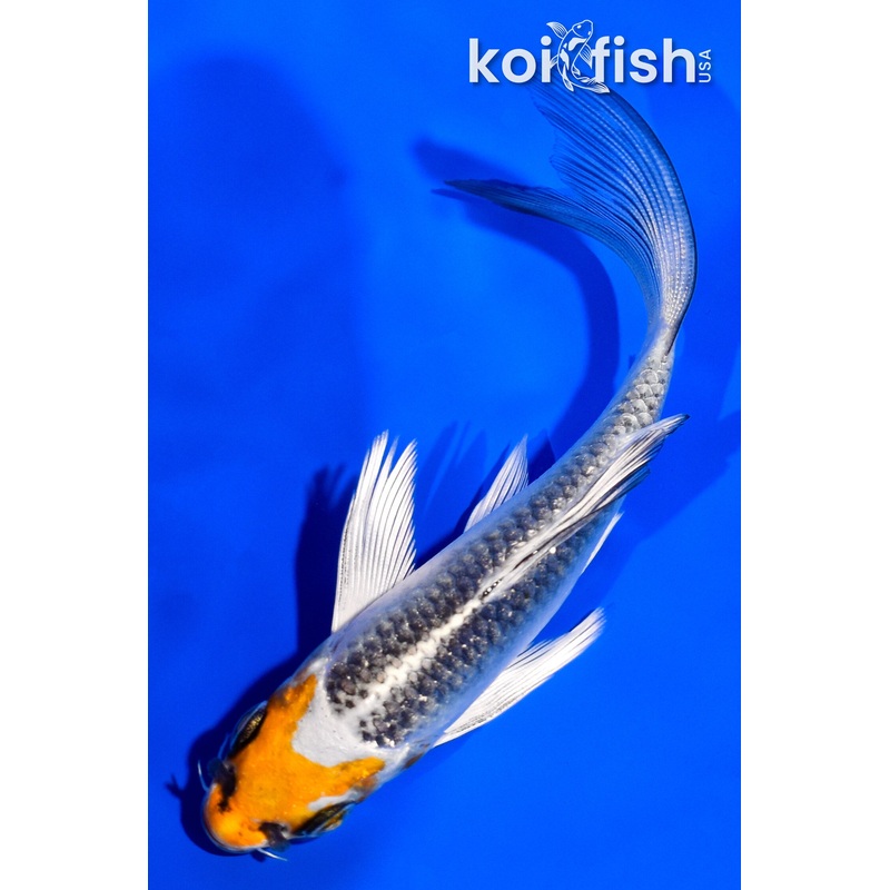 4.25" KUJAKU BUTTERFLY