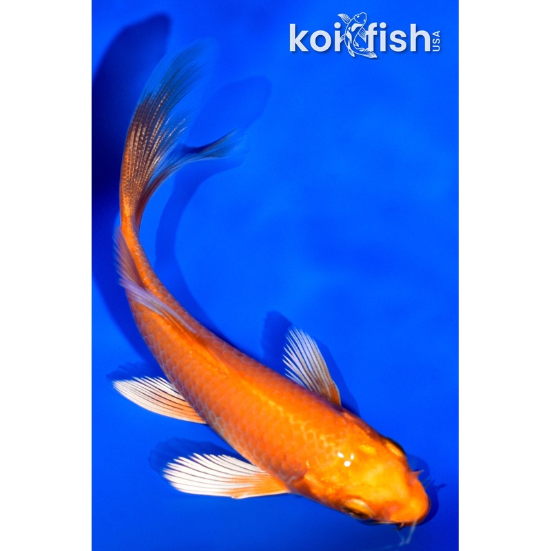 4.25" ORENJI OGON BUTTERFLY