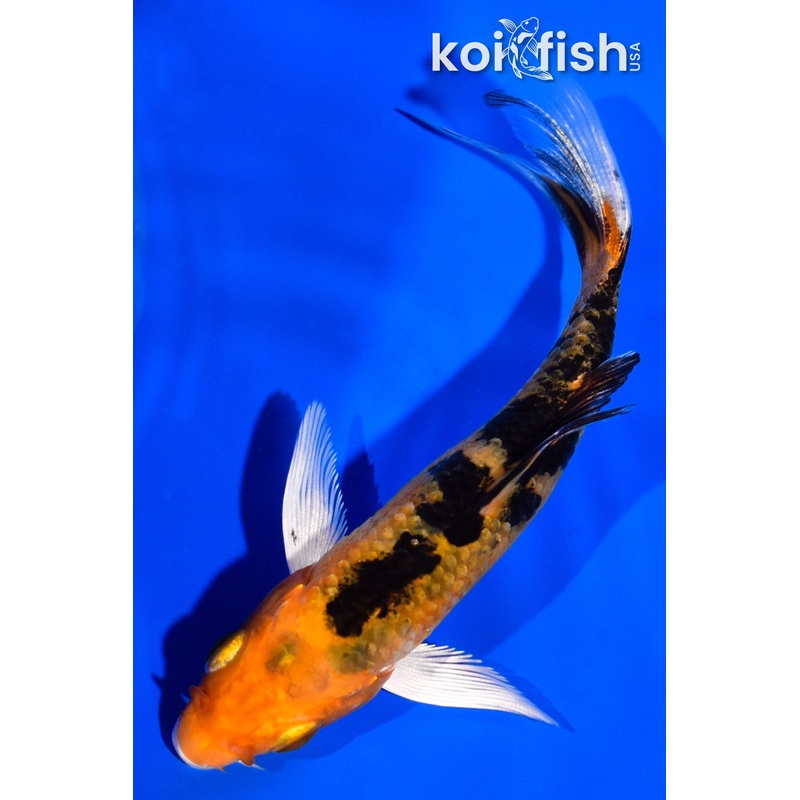 4.25" YAMATO NISHIKI BUTTERFLY