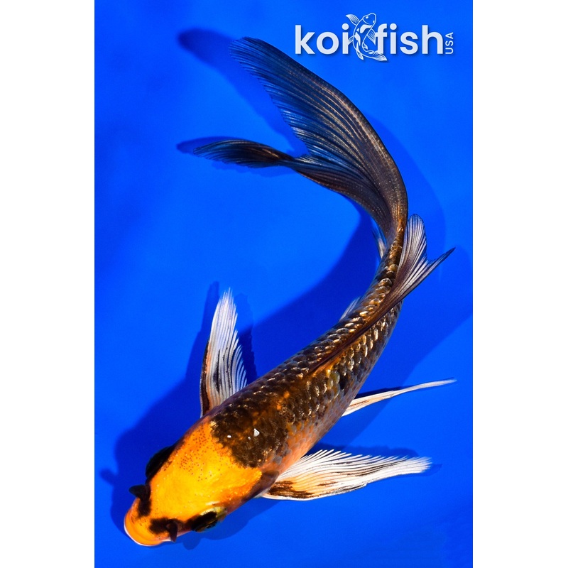 4.5" GINRIN ORENJI MATSUBA BUTTERFLY
