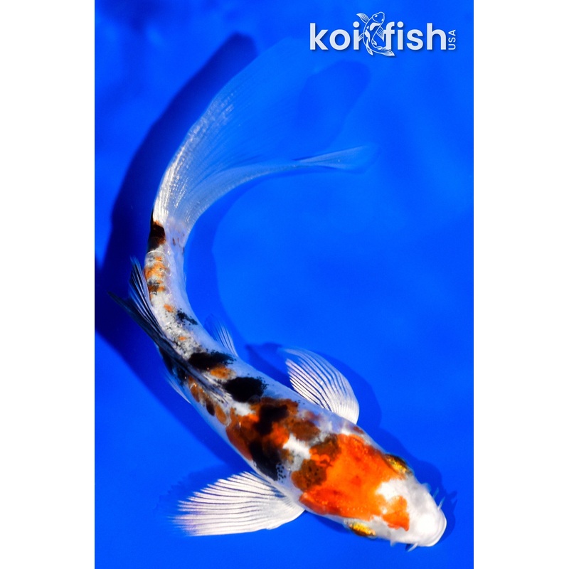 4.5" HEISEI NISHIKI BUTTERFLY