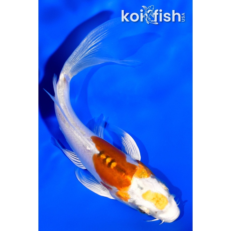 4.5" KIKUSUI BUTTERFLY