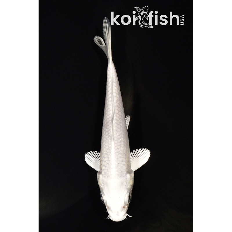 4.5" PLATINUM OGON