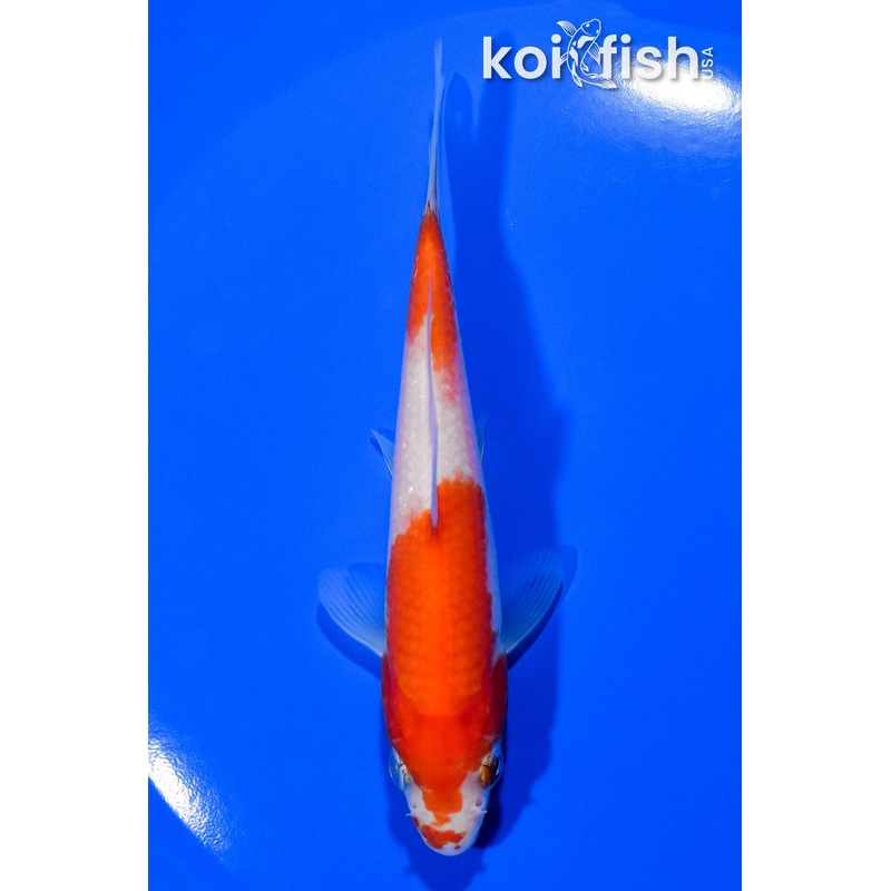 4.75" KOHAKU