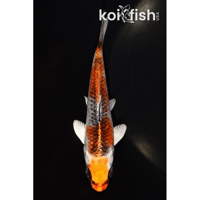 4.75" KUJAKU