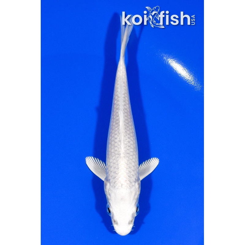 4.75" PLATINUM OGON