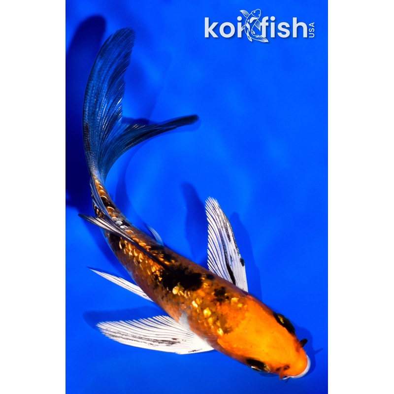 4" GINRIN YAMATO NISHIKI BUTTERFLY
