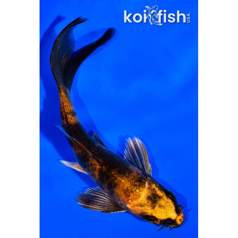 4" KIN HI UTSURI BUTTERFLY