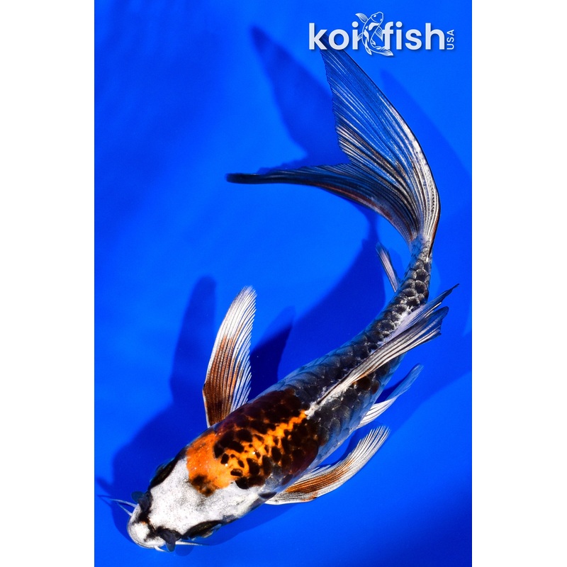 5.25" ARMOR SCALED DOITSU BENI KIKOKURYU BUTTERFLY
