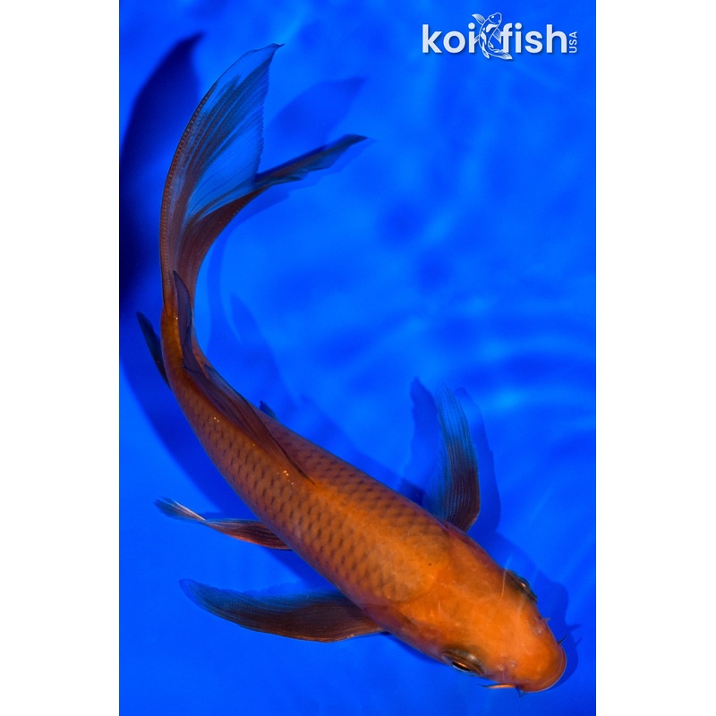 5.25" CHAGOI BUTTERFLY