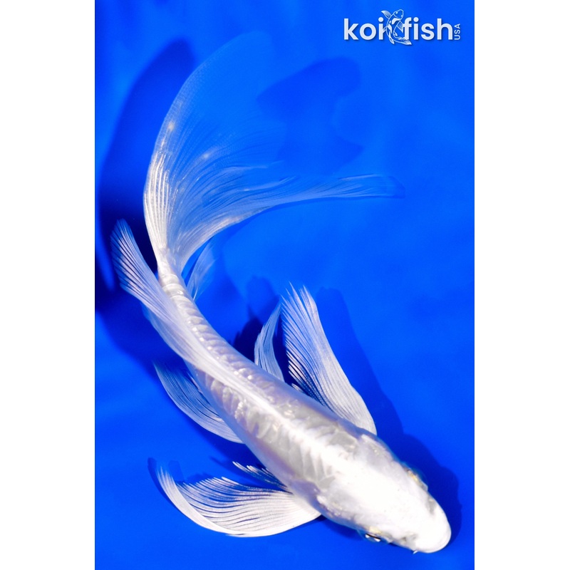 5.25" DOITSU PLATINUM OGON BUTTERFLY