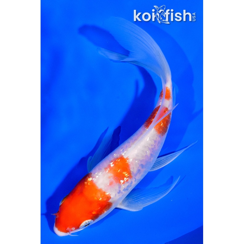 5.25" GINRIN YONDAN KOHAKU BUTTERFLY