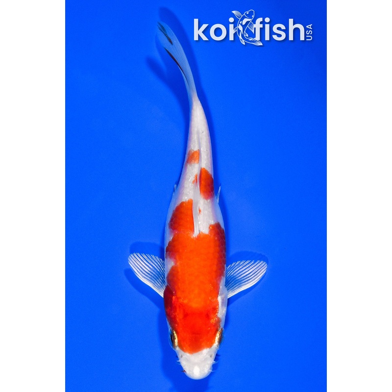 5.25" HARIWAKE