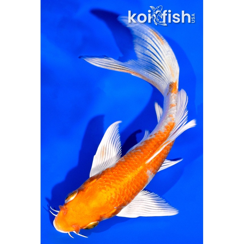 5.25" HARIWAKE BUTTERFLY