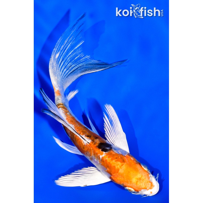 5.25" HEISEI NISHIKI BUTTERFLY