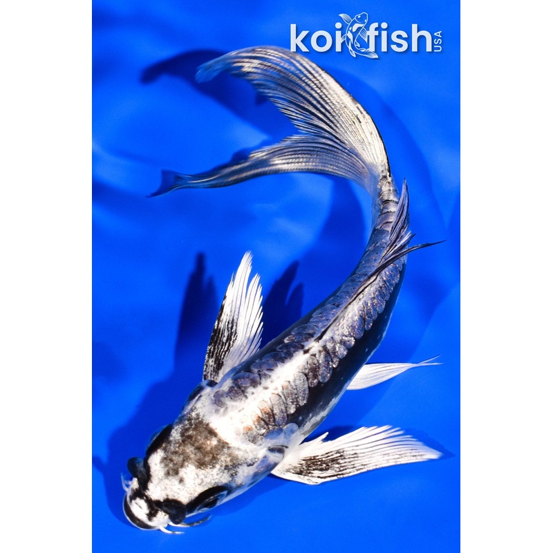 5.25" KIKOKURYU BUTTERFLY