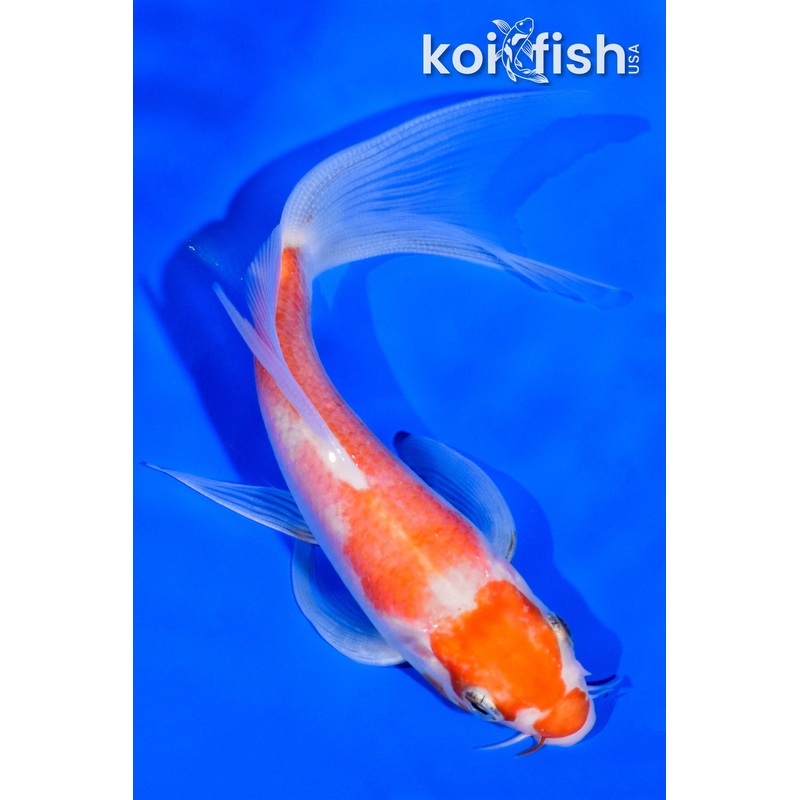 5.25" KOHAKU BUTTERFLY