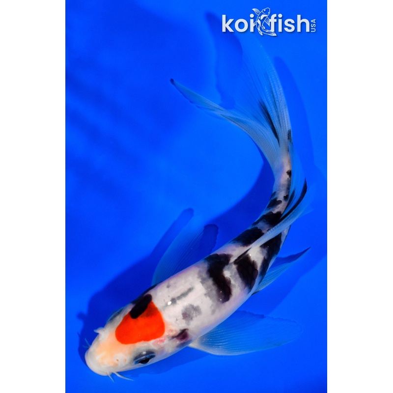 5.25" TANCHO SANKE BUTTERFLY