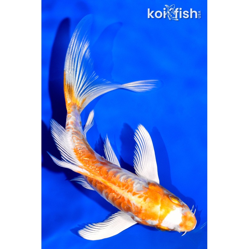5.5" ARAGOKE KIKUSUI BUTTERFLY