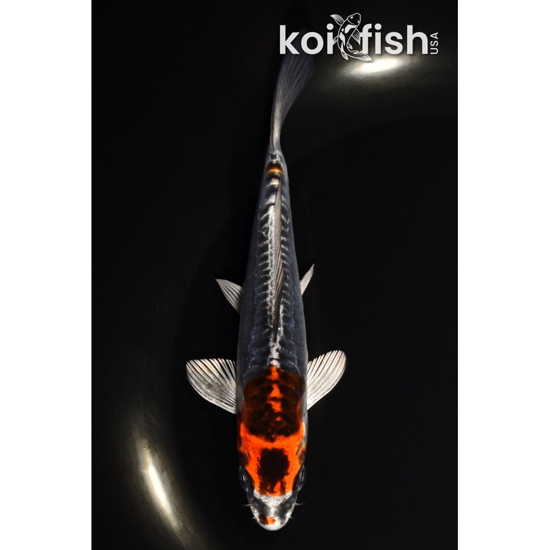 5.5" BENI KIKOKURYU