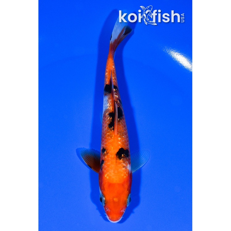 5.5" GINRIN AKA SANKE