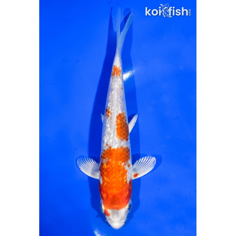 5.5" GINRIN HARIWAKE