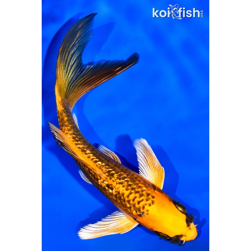 5.5" GINRIN ORENJI MATSUBA BUTTERFLY