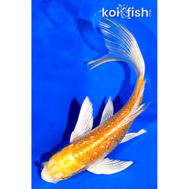 5.5" GINRIN YAMABUKI OGON BUTTERFLY
