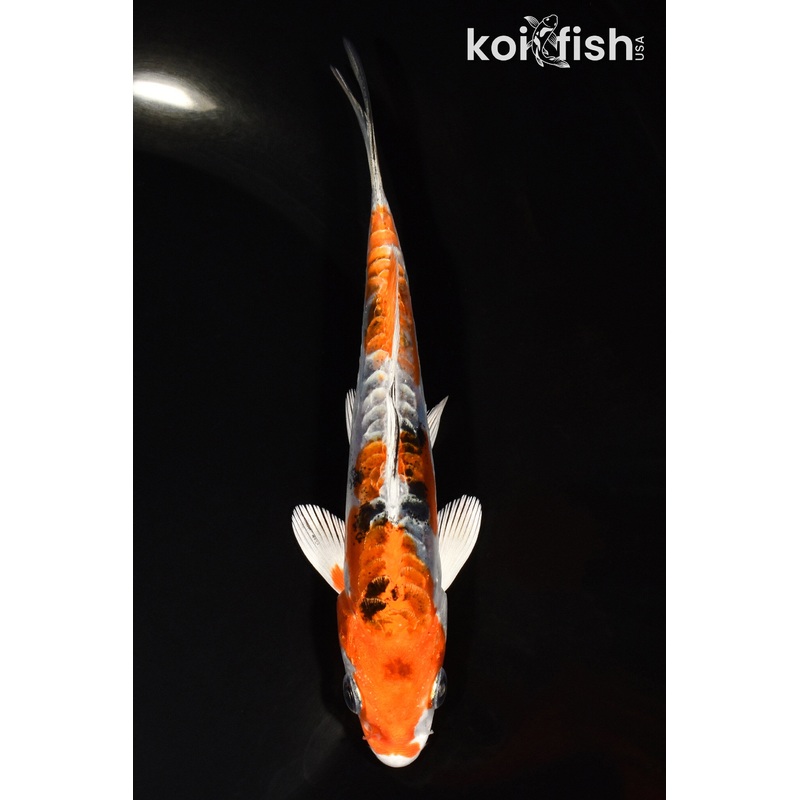 5.5" HEISEI NISHIKI
