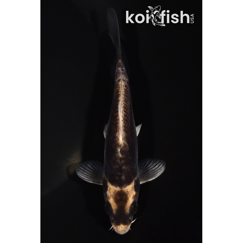 5.5" KABUTO