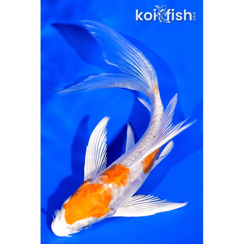 5.5" KIKUSUI BUTTERFLY