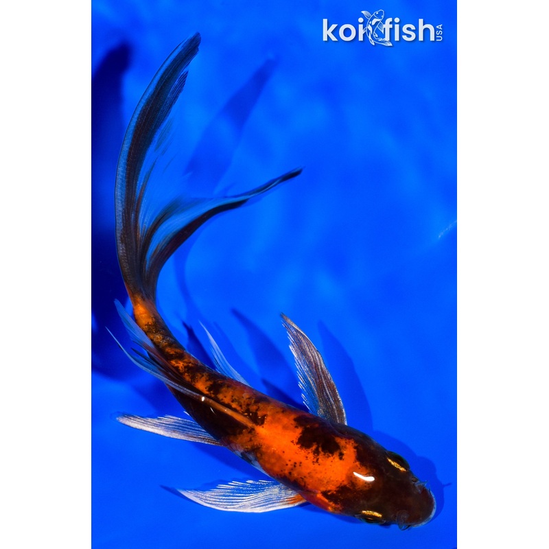 5.5" KIN HI SHOWA BUTTERFLY