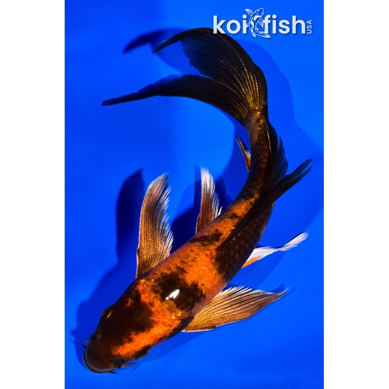 5.5" KIN HI UTSURI BUTERFLY
