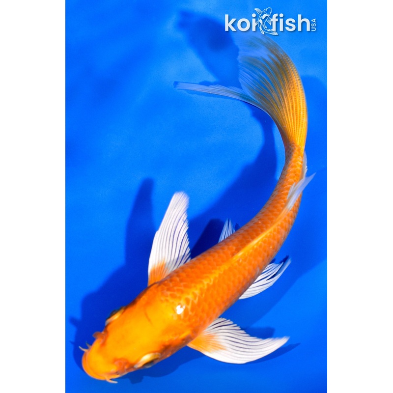 5.5" ORENJI OGON BUTTERFLY