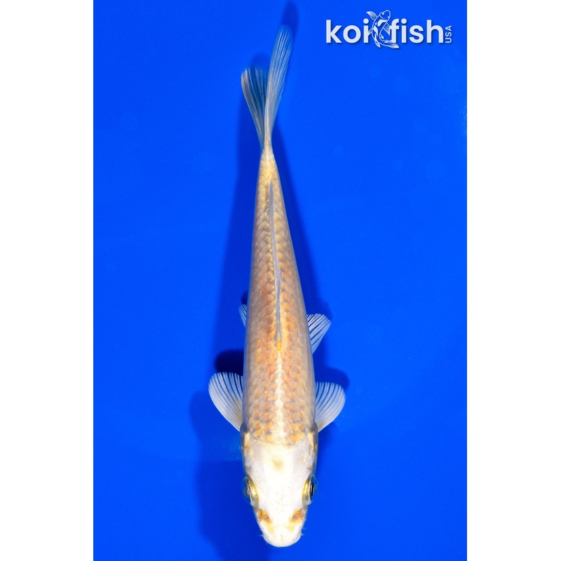 5.5" YAMABUKI OGON