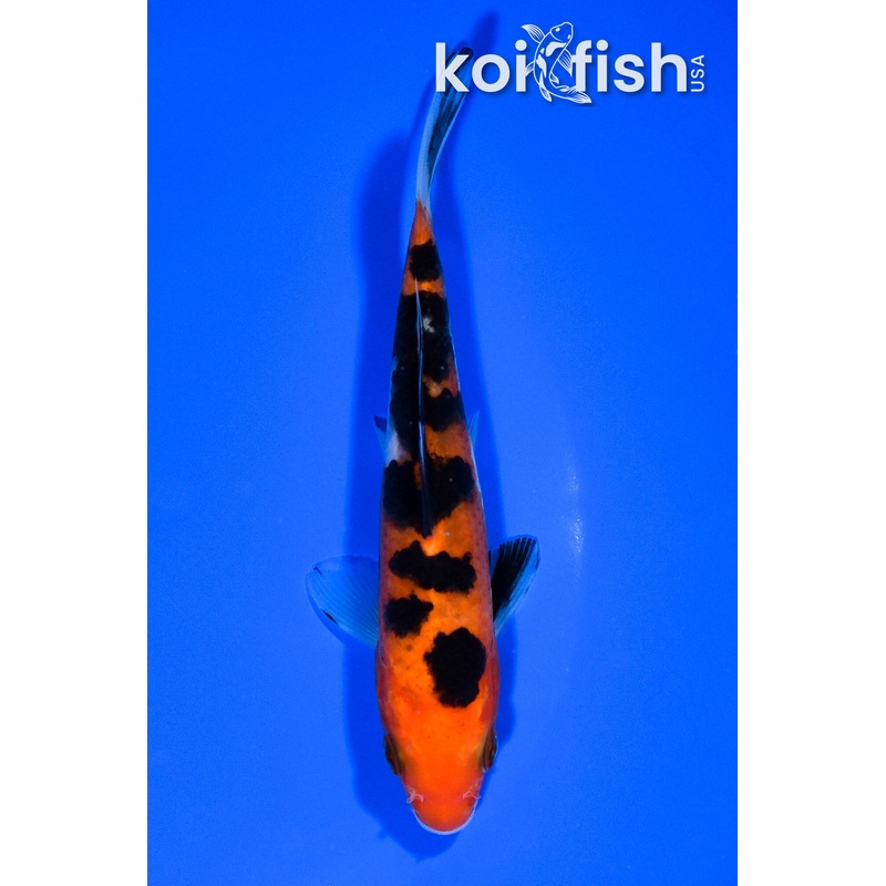 5.75" AKA SANKE