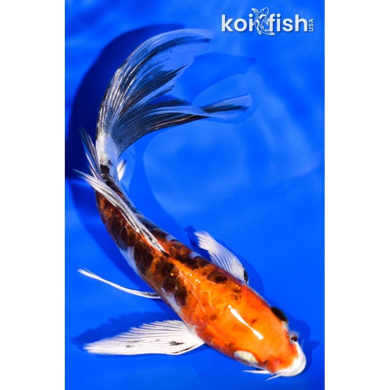 5.75" ARMOR SCALED HEISEI NISHIKI BUTTERFLY