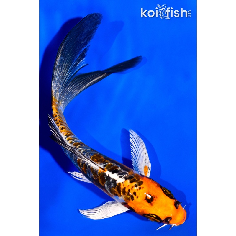 5.75" BENI KIKOKURYU BUTTTERFLY