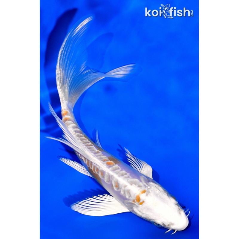 5.75" DOITSU HARIWAKE BUTTERFLY