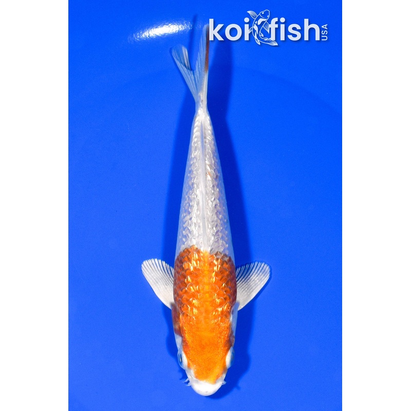 5.75" GINRIN HARIWAKE