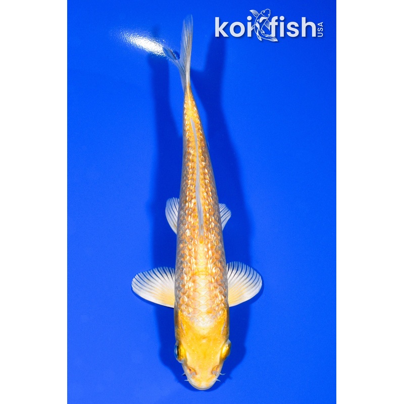 5.75" GINRIN YAMABUKI OGON