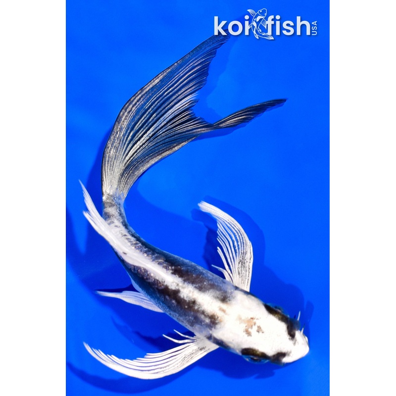 5.75" KIKOKURYU BUTTERFLY