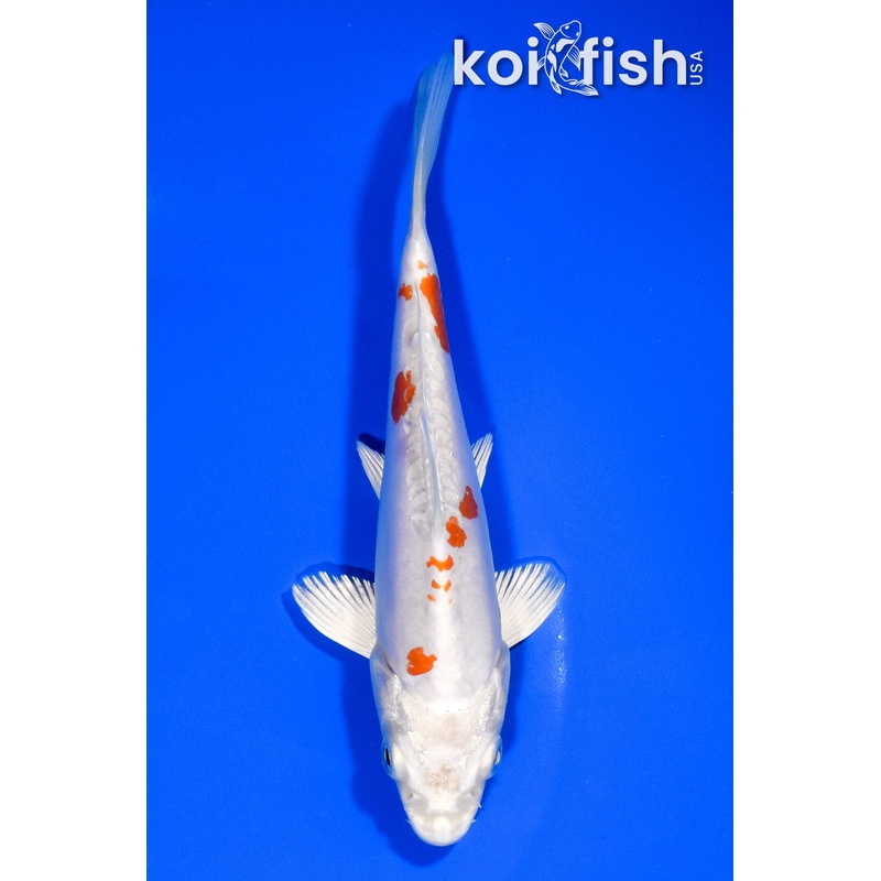 5.75" KIKUSUI