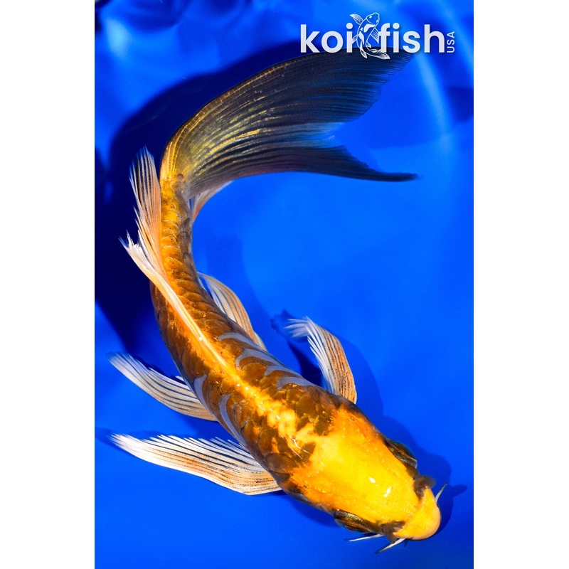 5.75" KIN KIKOKURYU BUTTERFLY
